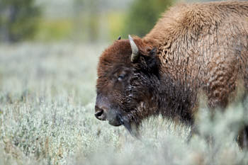 Wildlife Yellowstone<br>NIKON D4, 500 mm, 640 ISO,  1/2000 sec,  f : 5 